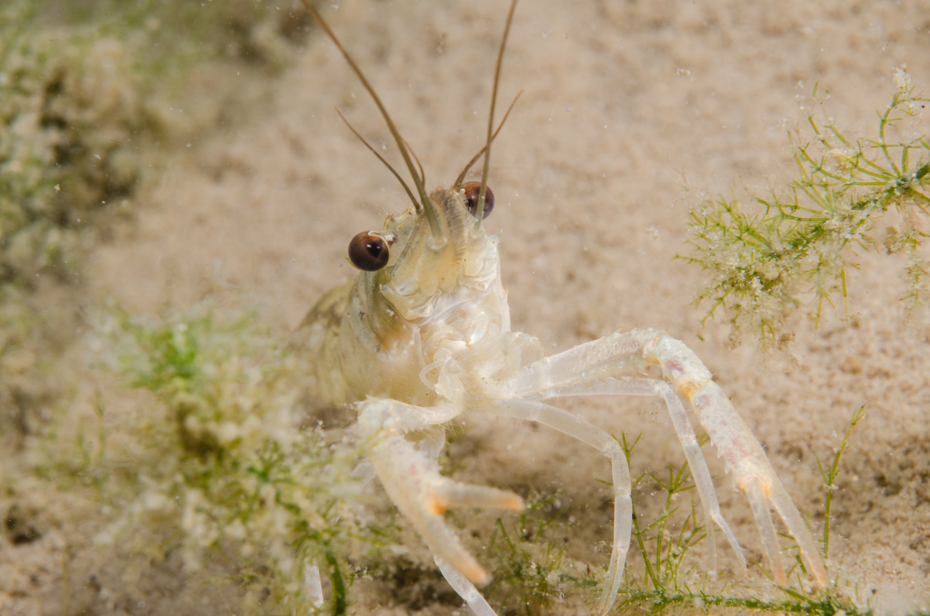 DSC_0909 – Koura, Northland NZ., Paranephrops planifrons, crispin, new, northland, nz, zealand, JAN17